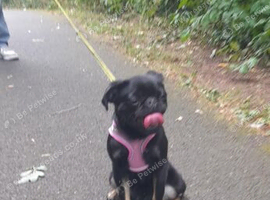 pugx good with kids
