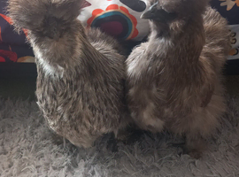 2 x USA Silkie Hens - Grey