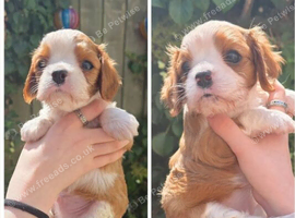 Beautiful health tested cavalier pups in Bristol