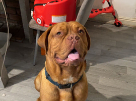 2.5 year old male dogue da Bordeaux