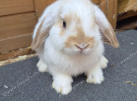 Mini lop