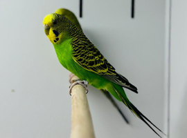 Budgies