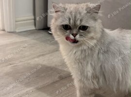 Neutered Persian Chinchilla With Accessories Included