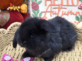 2 black French Lop Babies for reserve