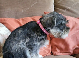 Home Raised Schnauzer Dog