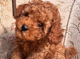 Beautiful Toy Poodle Boys Looking for Their Forever Homes  Leeds
