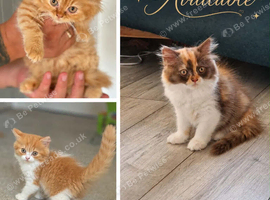 Pedigree British Longhair kittens TICA registered