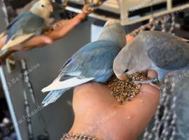 Tame love bird
