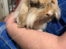 Female lion Lop bunny