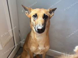 Female 3 year old