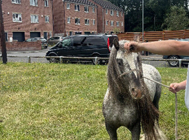 Spotted 5 year old stallion for sale