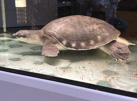 Fly river turtle