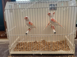 This years canary's to go