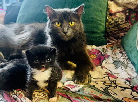 2 Maine coon x Tuexdo 04.04.26