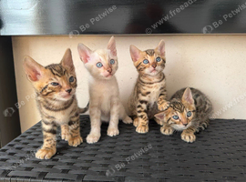 Beautiful tica registered bengal kittens