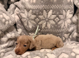 Stunning Miniature Dachshund Puppies KC Registere