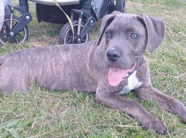 Beautiful Cane Corso Puppy