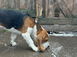 Quality beagle