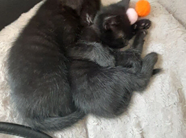 poppys kittens