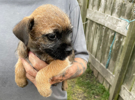 Boarder Terriers