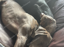 Sadly have to rehome