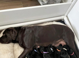 Gorgeous Black Labrador Puppies ~ KC REGISTERED