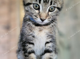 Maine Coon X kittens ready now