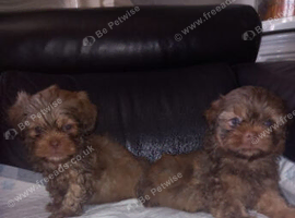 Imperial shih tzu puppies