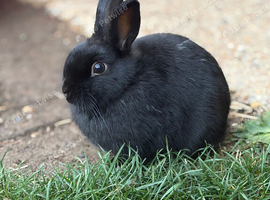 1 Male Netherland Dwarf Bunny for sale