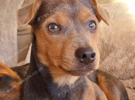 Wenlock.jack russel