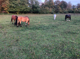 DIY GRAZING EPSOM