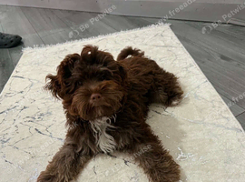 Chocolate Cavapoo boy