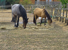 Cob x mare and Welsh gelding