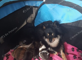 Pomchi puppies