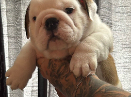 English bulldog gorgeous pups KC registered genuine breed colours