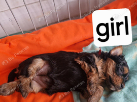 1 beautiful little girl