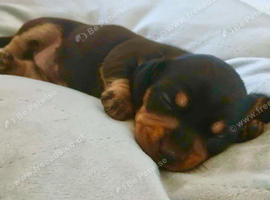 Beautiful Dachshund Puppies