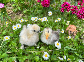 A Pekin and a silkie chick