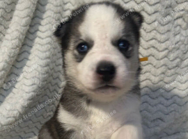 Stunning husky pups