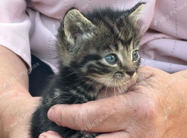 Kittens