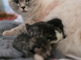 3/4 BSH kittens