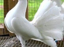 PURE WHITE/WHITE WITH BLACK TAILS FANTAILS (PERMANENTLY ERECTED TAILS)