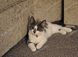 Gray and white femail