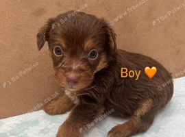 Beautiful Toy Jackapoo Puppies