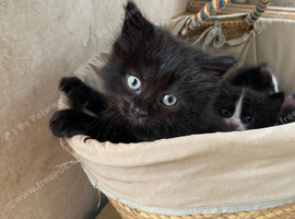 Beautiful kittens almost ready to go