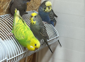 Black wing black face budgie