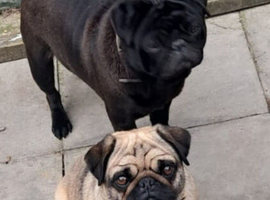 To rehome pugs