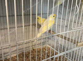 Yellow dimorphic cocks