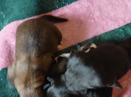 Beautiful shihzu pups