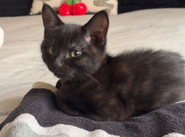 Because kitty looking for her forever loving home